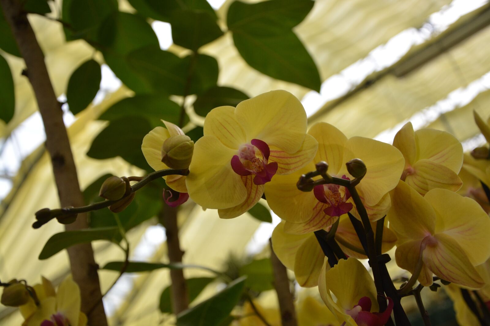 Nikon D5200 sample photo. Flowers, orchid, yellow flower photography