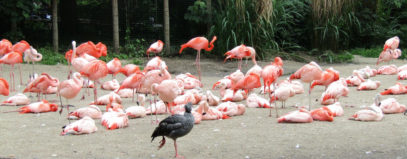 Canon PowerShot SX410 IS sample photo. Flamingo, pink, bird photography