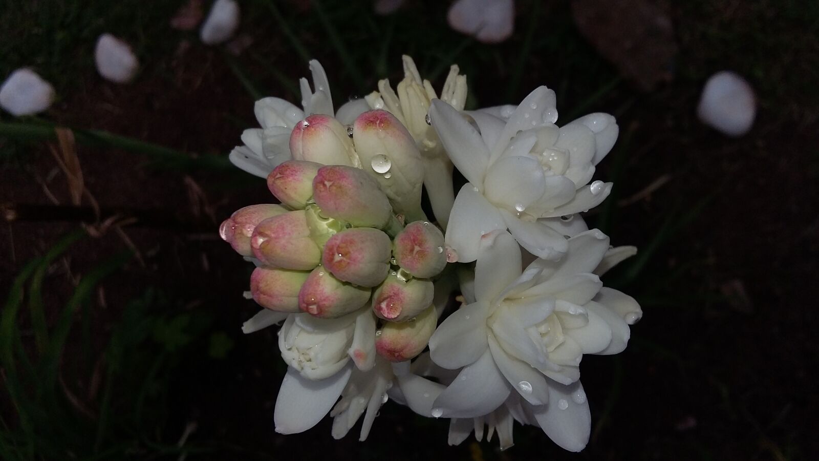 Samsung Galaxy Grand Prime sample photo. Angelica, flower, tuberose photography