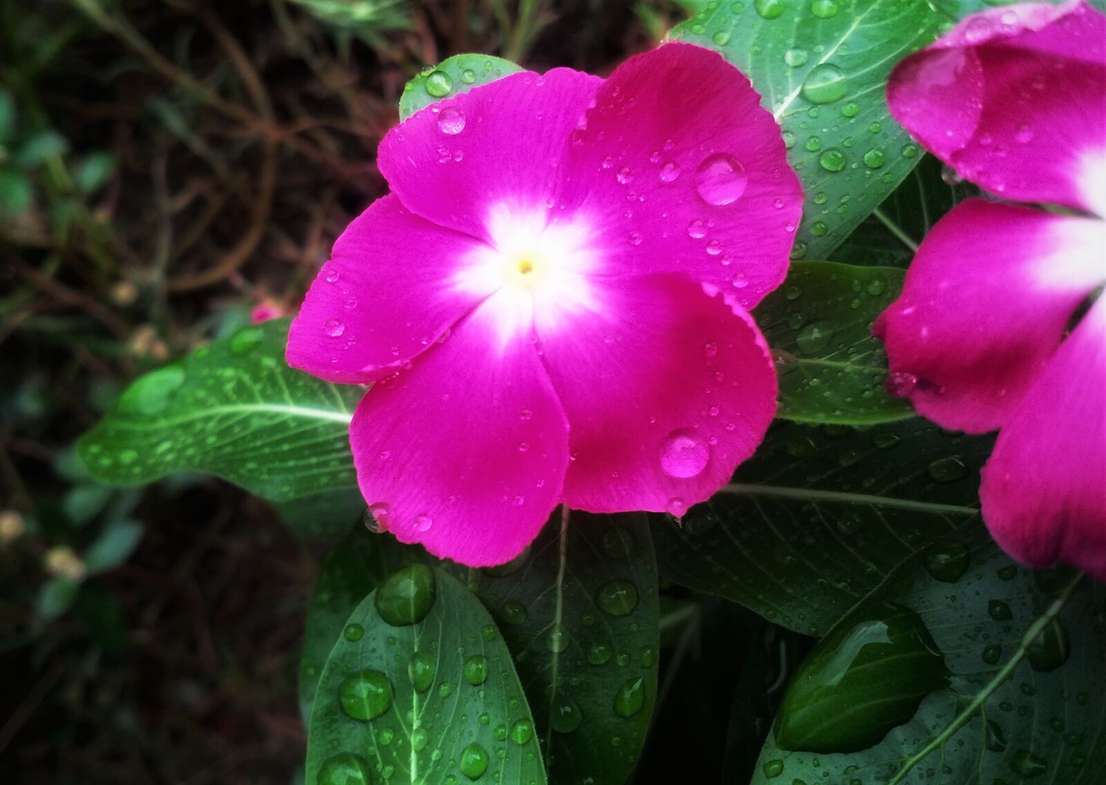 HMD Global Nokia 8 sample photo. Flower, leaf, spring photography