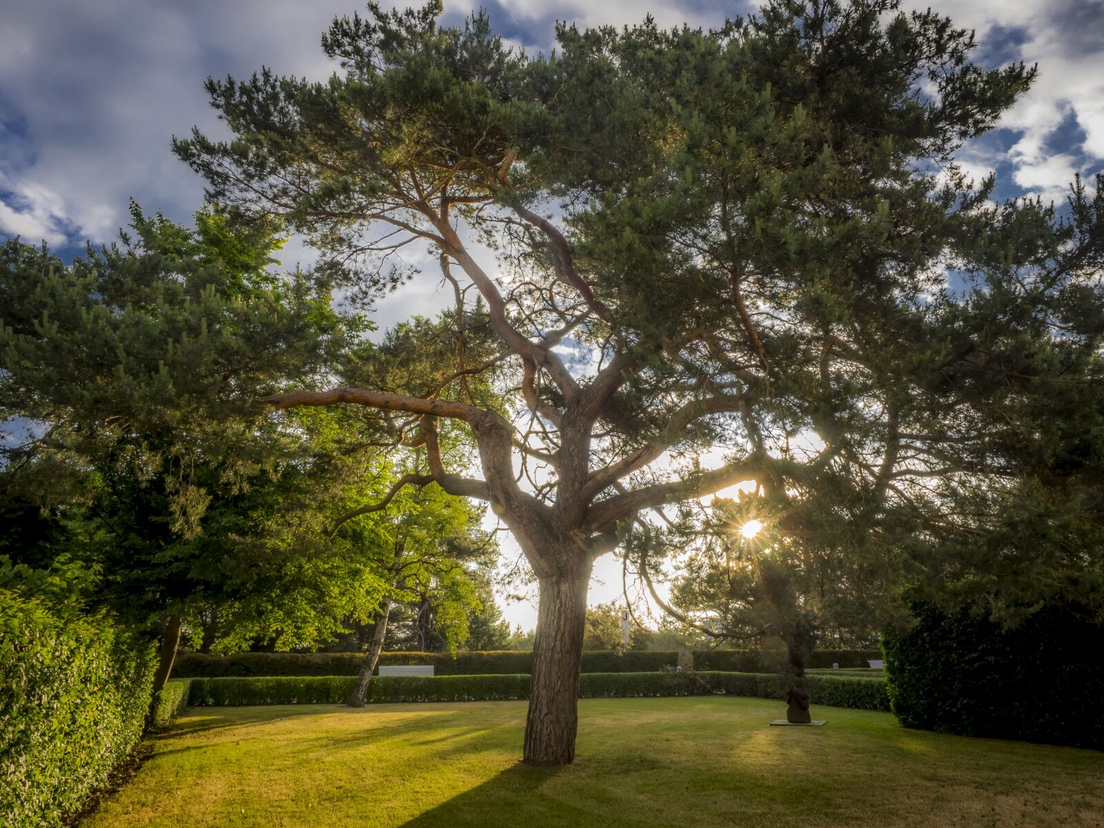 Olympus OM-D E-M1 + Olympus M.Zuiko Digital ED 12-40mm F2.8 Pro sample photo. Tree, hdr, landscape photography