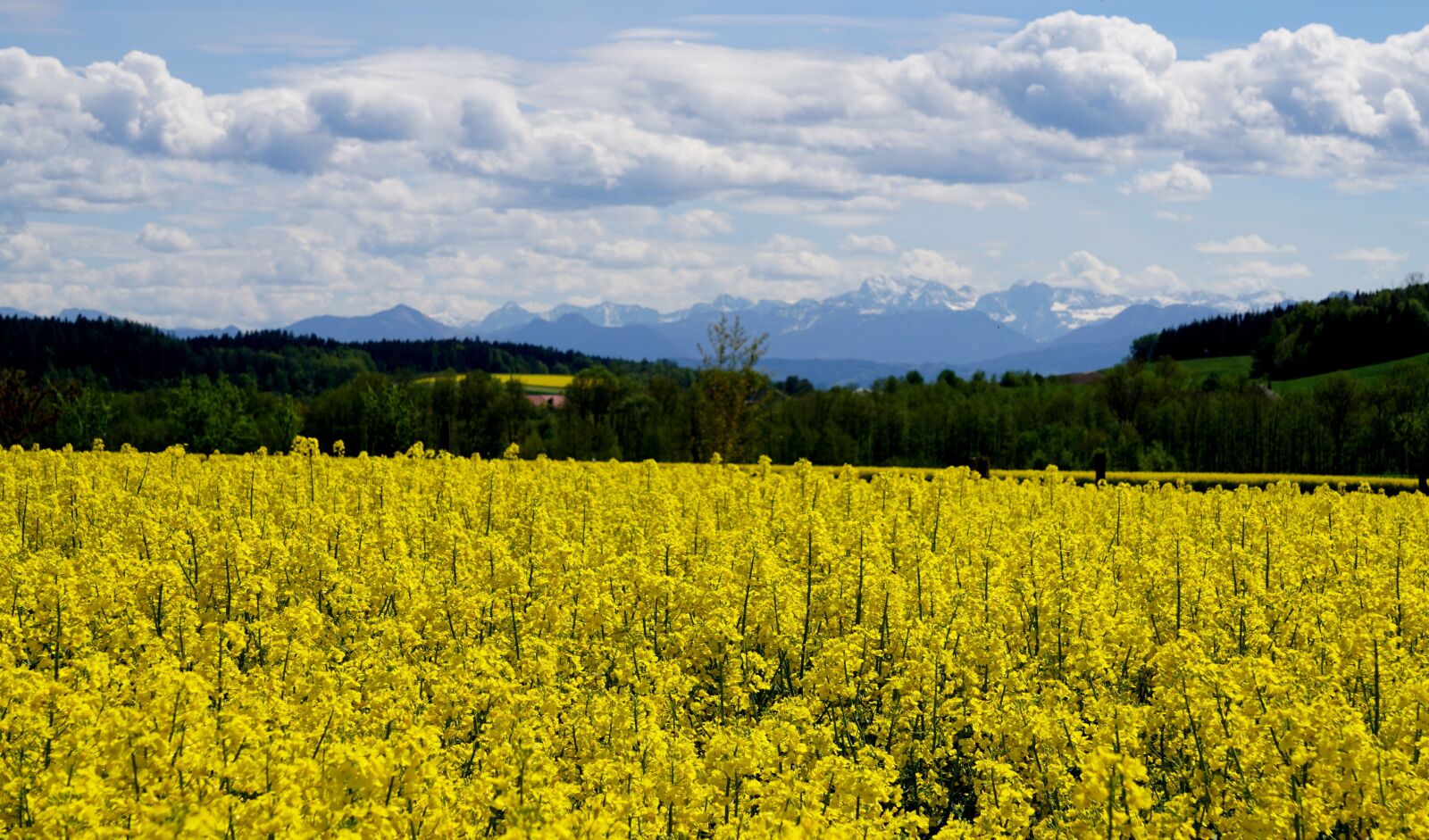 Sony E 55-210mm F4.5-6.3 OSS sample photo. Field of rapeseeds, alpine photography