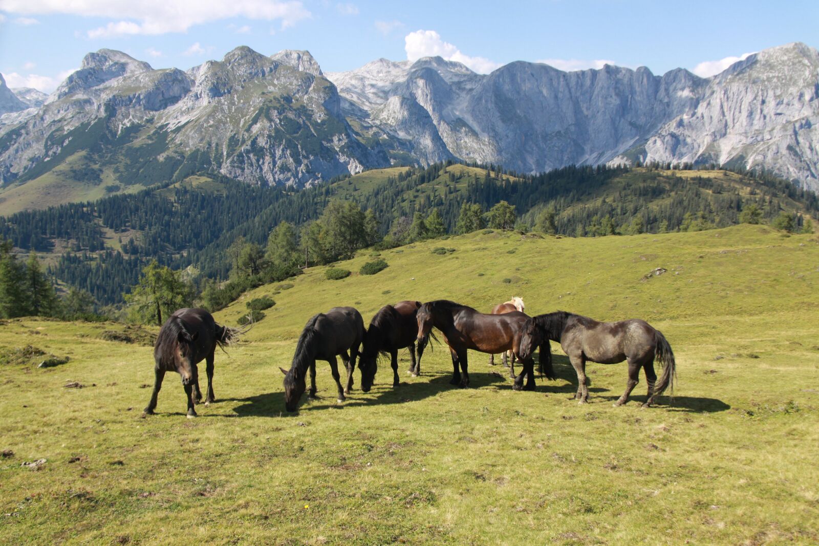 Canon EOS 50D sample photo. Horses, mountains, alm photography