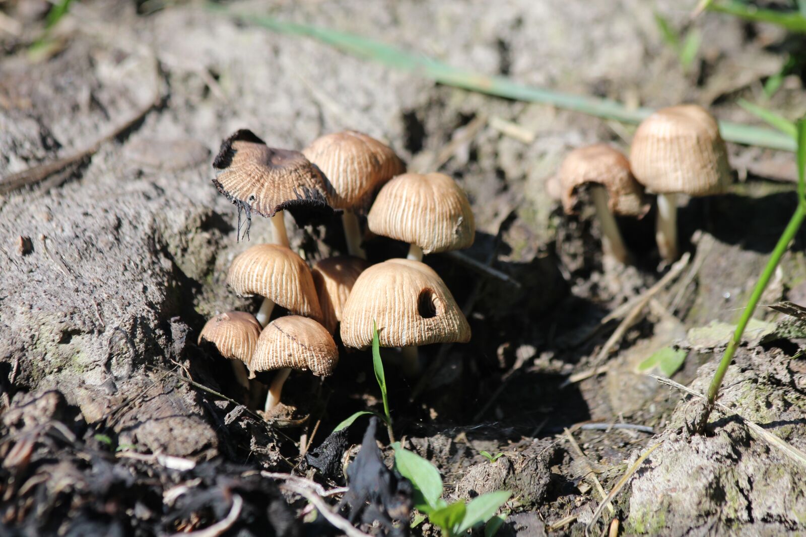Canon EOS 650D (EOS Rebel T4i / EOS Kiss X6i) sample photo. Mushrooms, grebes, nature photography