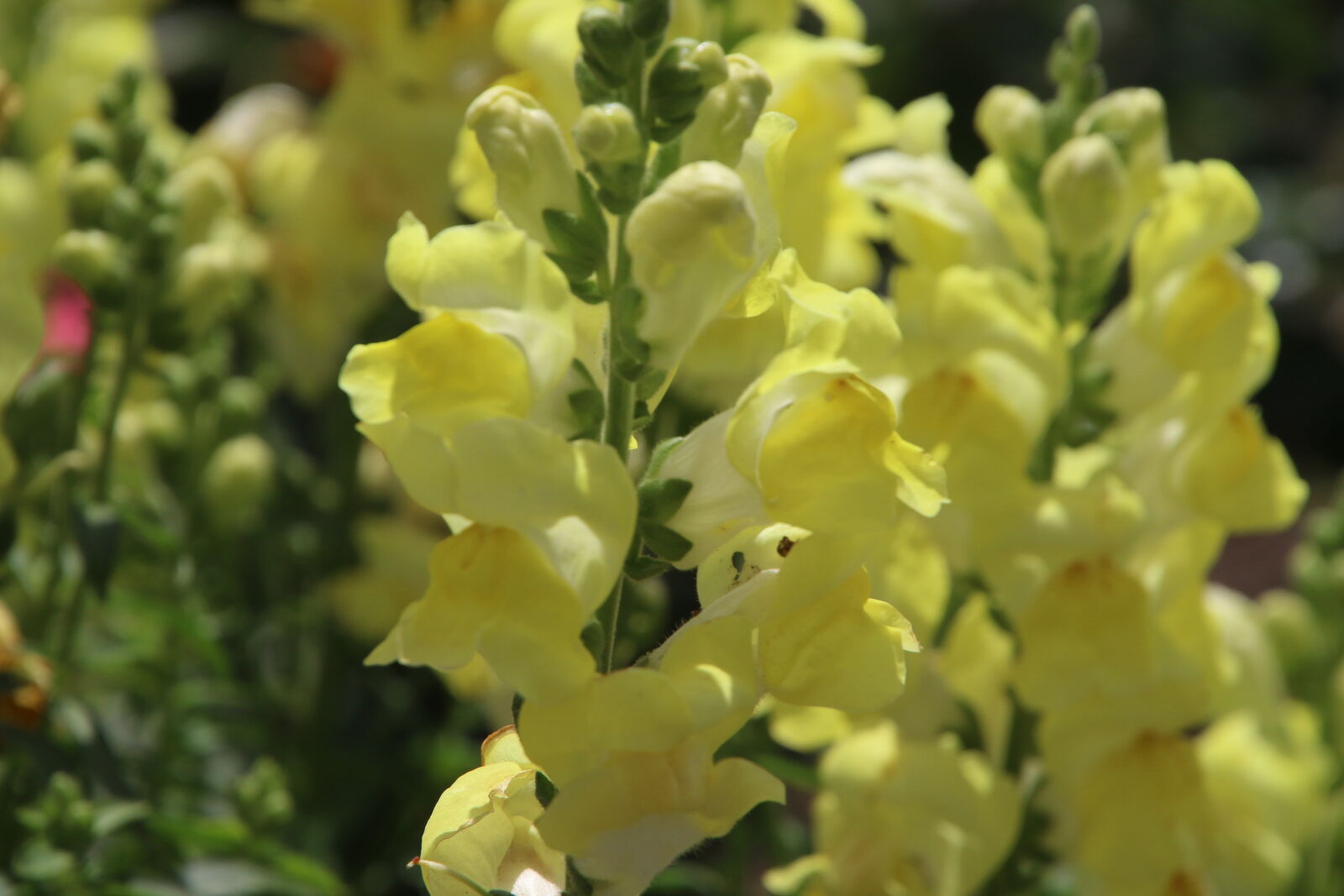 Canon EOS 7D Mark II sample photo. Flowers, garden, green, grow photography