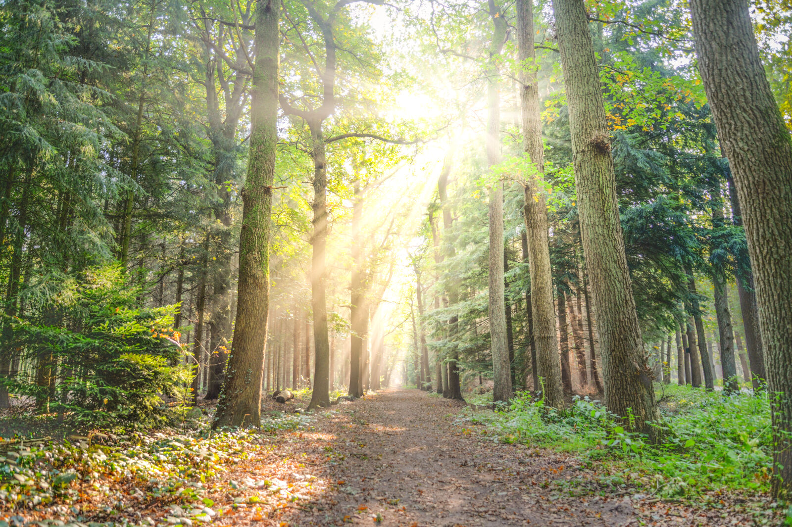Nikon D610 sample photo. Landscape, photo, of, pathway photography