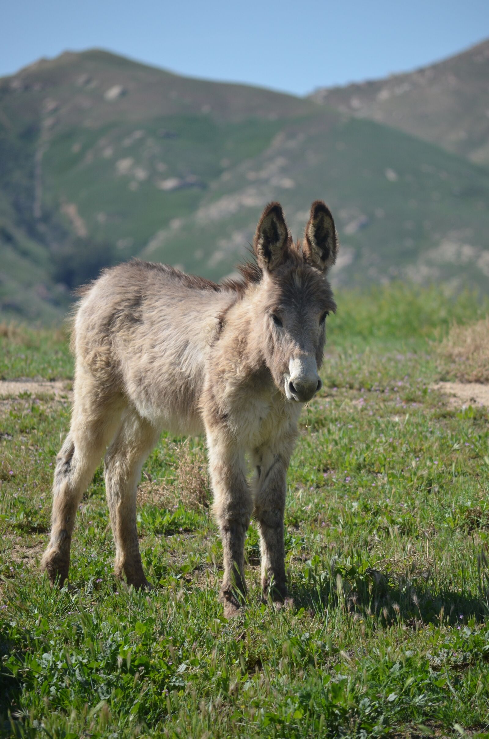 Nikon D5100 sample photo. Wild burro baby, mountains photography