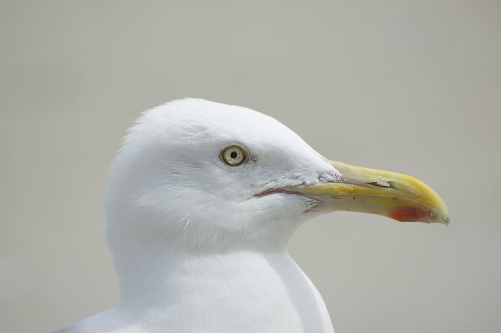 Nikon D70s sample photo. Gull, animal, bird photography