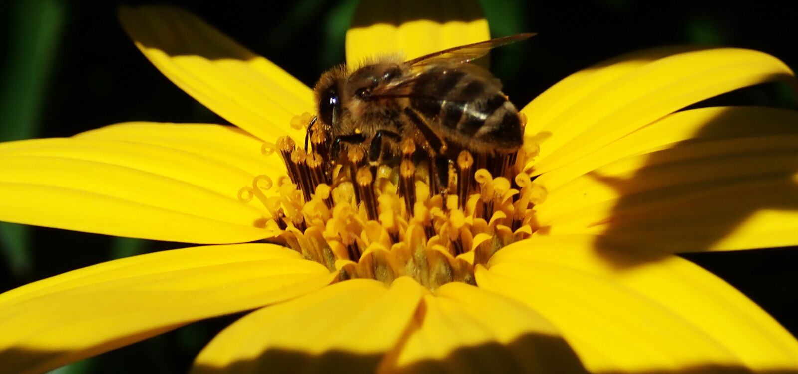 Olympus TG-5 sample photo. Bee, insect, flower photography