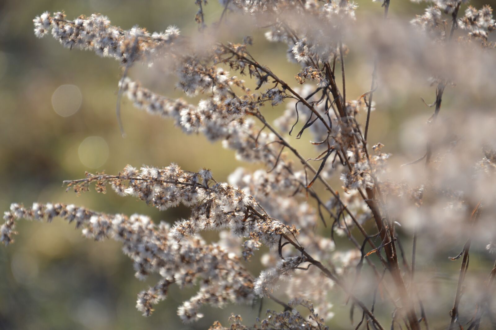 Nikon D3200 sample photo. Flower, spring, flowers photography