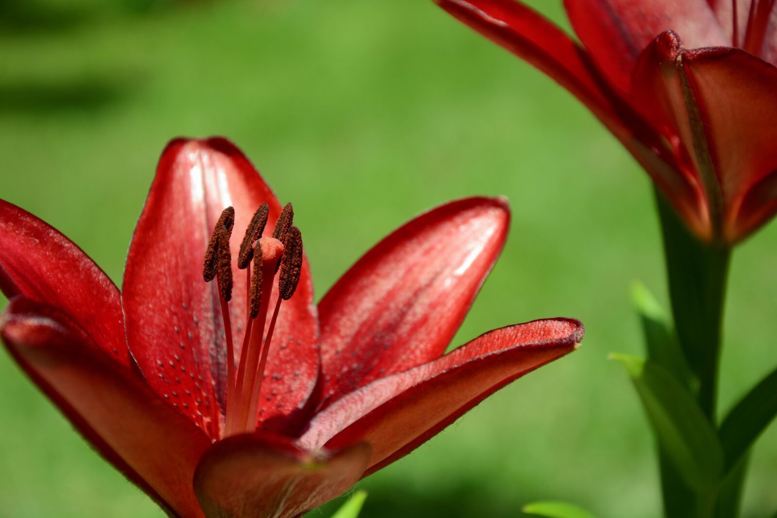 Nikon D7100 sample photo. Flower, hybrid lily, red photography