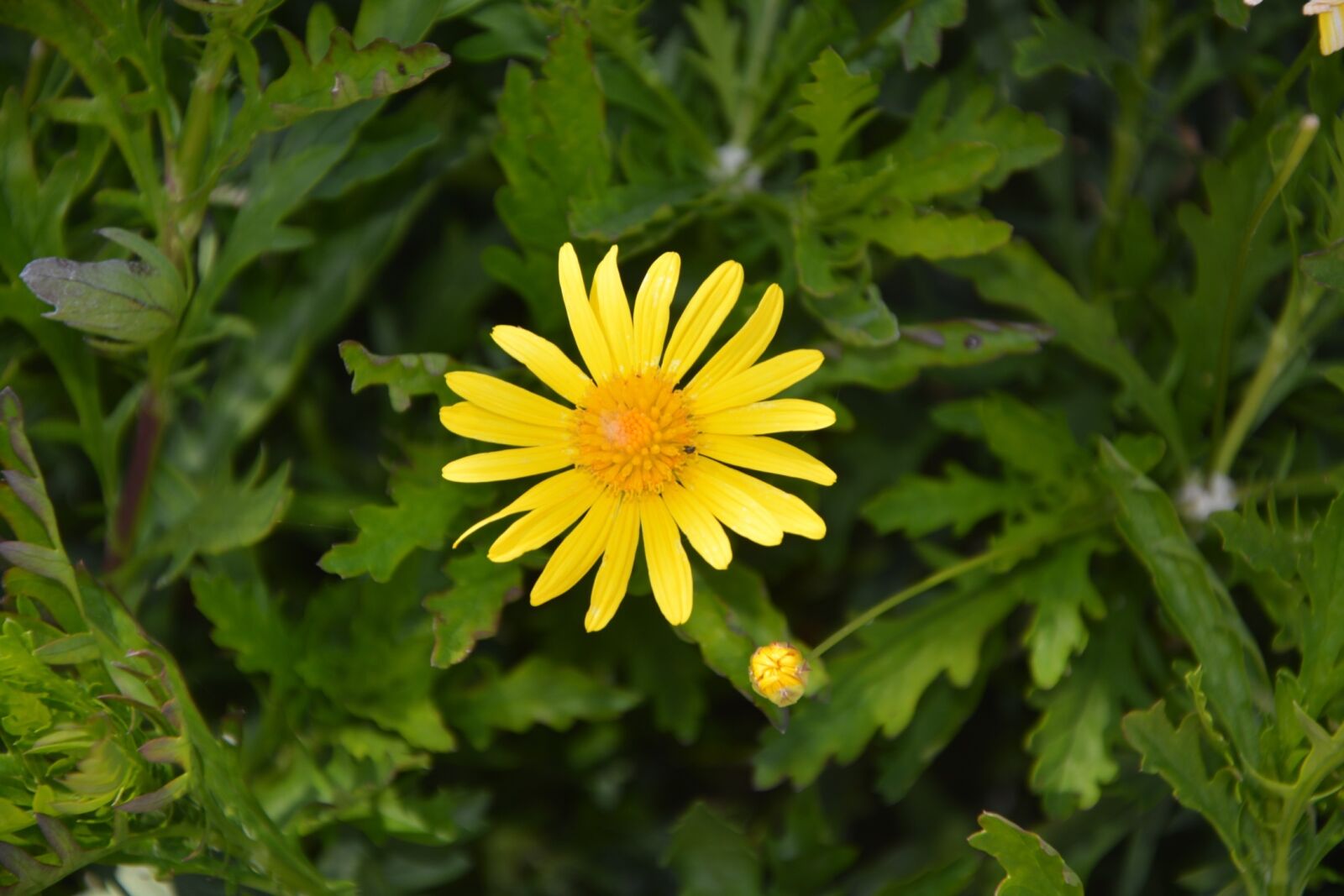 Nikon D5200 sample photo. Flower, yellow, yellow flowers photography