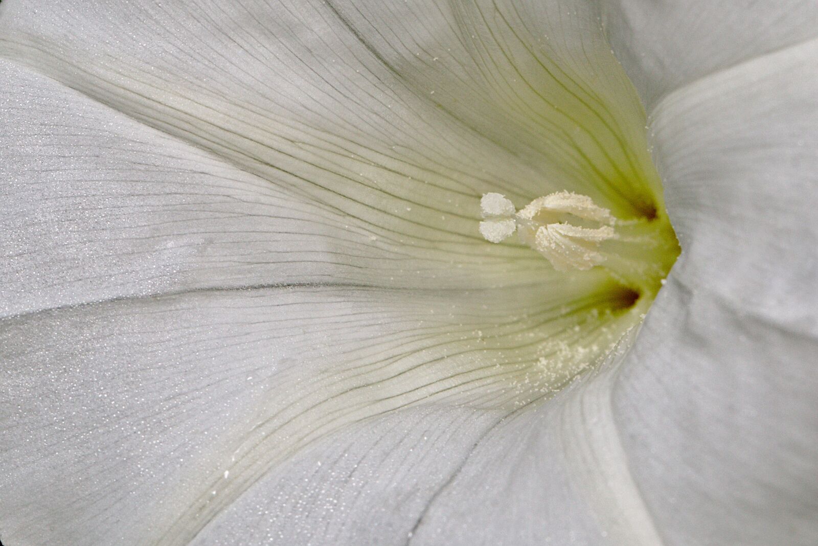 Canon EOS M5 sample photo. Bindweed, blossom, bloom photography