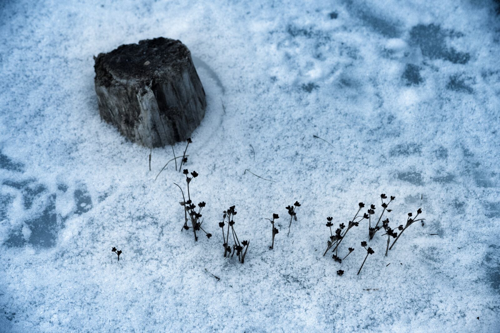 Nikon D3300 sample photo. Frozen lake, tree stump photography