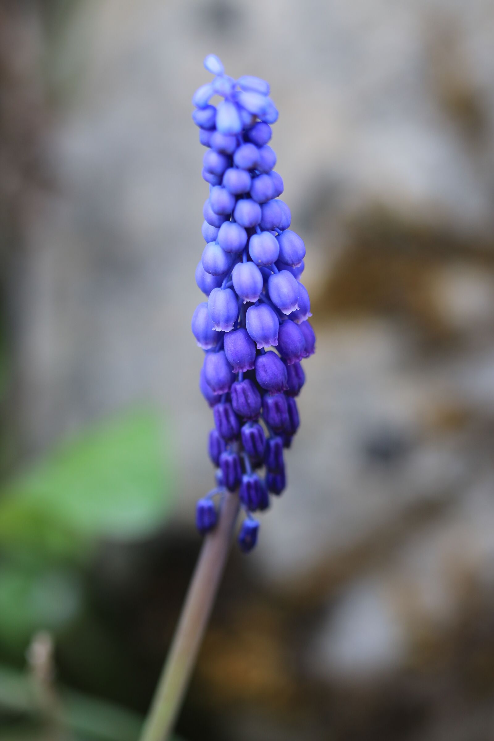 Canon EOS 70D + Canon EF 100mm F2.8 Macro USM sample photo. Green, purple, flower photography
