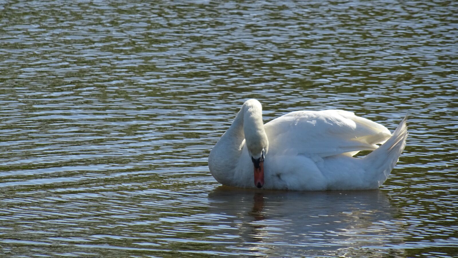 Sony DSC-HX60 sample photo. Swan, white, bird photography
