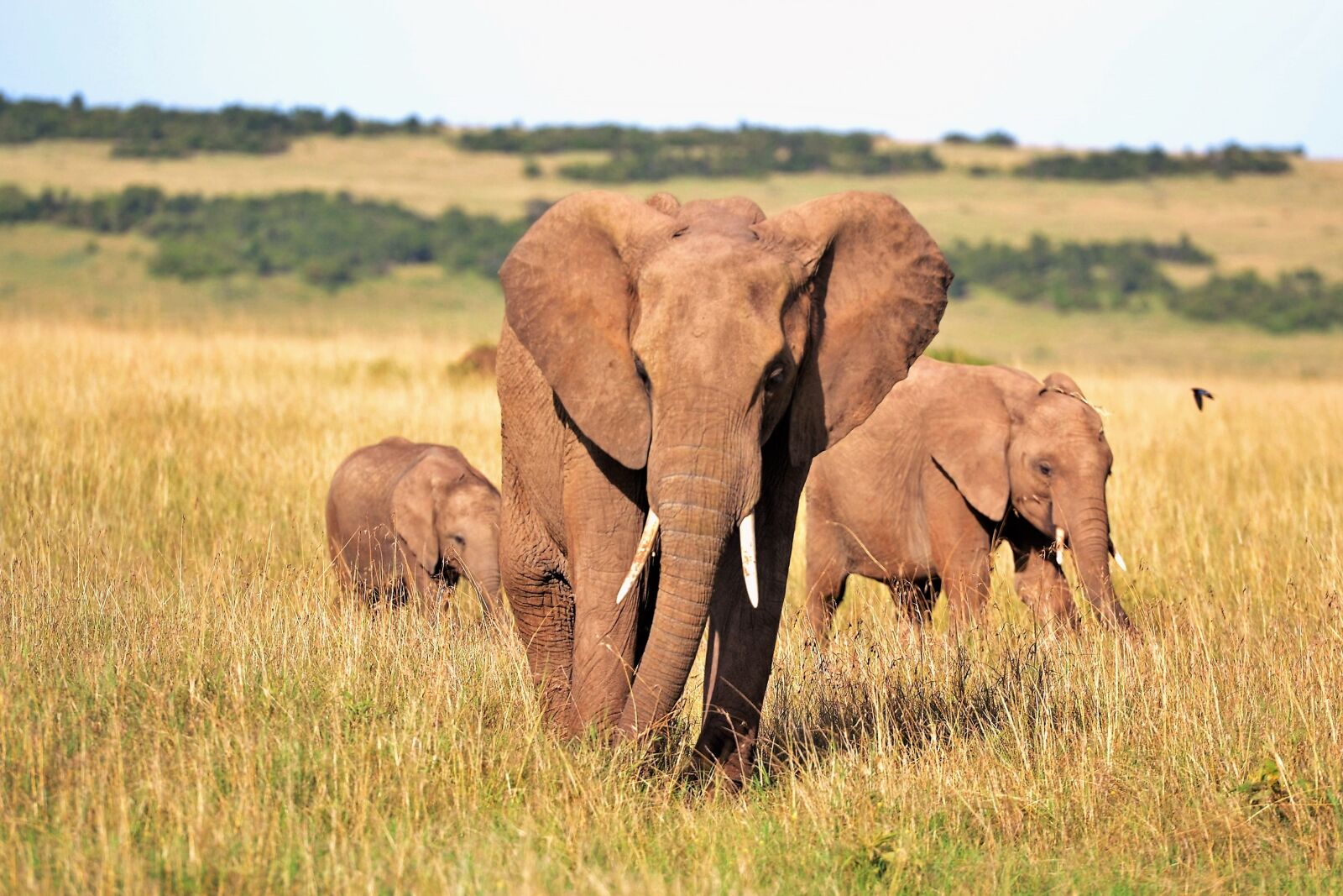 Nikon D3100 sample photo. Animals, elephants, kenya photography