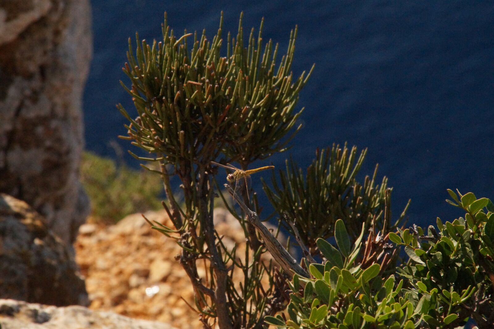 Sony SLT-A58 sample photo. Mallorca, flower, sunny photography