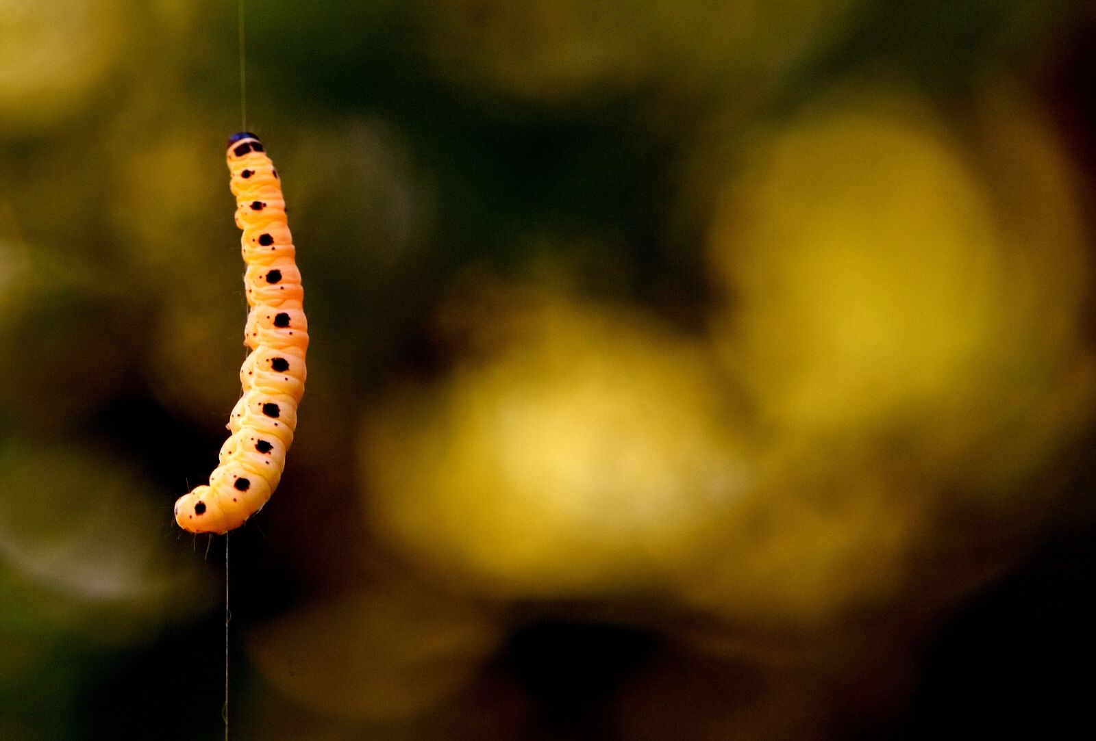 Nikon D7200 sample photo. Larva, wax moth, galleriinae photography