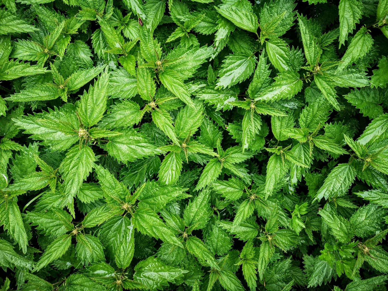 HUAWEI CLT-L09 sample photo. Nettle, nettles, green photography