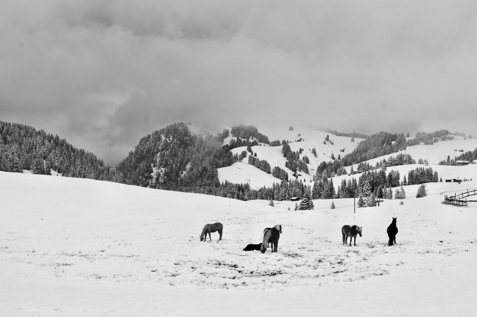 Sony Alpha DSLR-A550 sample photo. Alp siusi, snow, horses photography