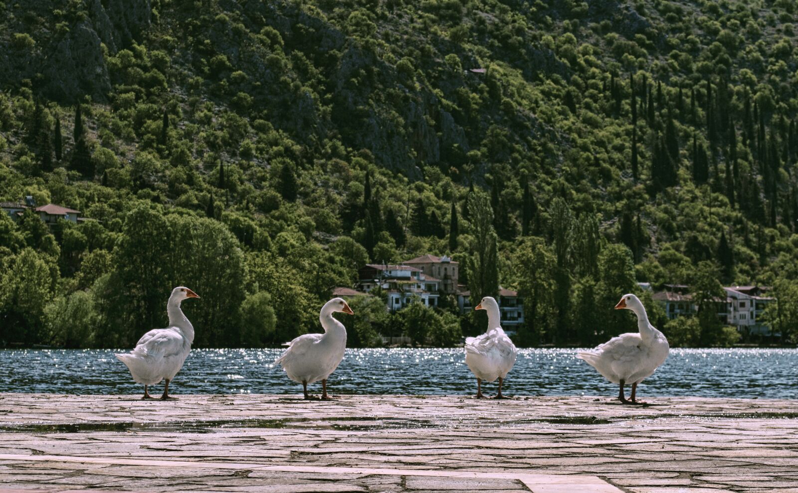 Nikon D3200 sample photo. Duck, nature, lake photography