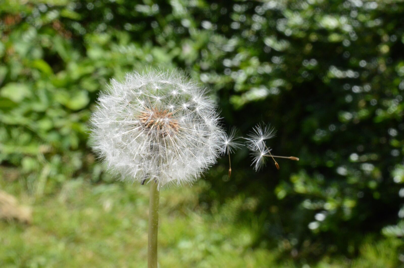 Nikon D3200 sample photo. Dandelion, white, plants photography