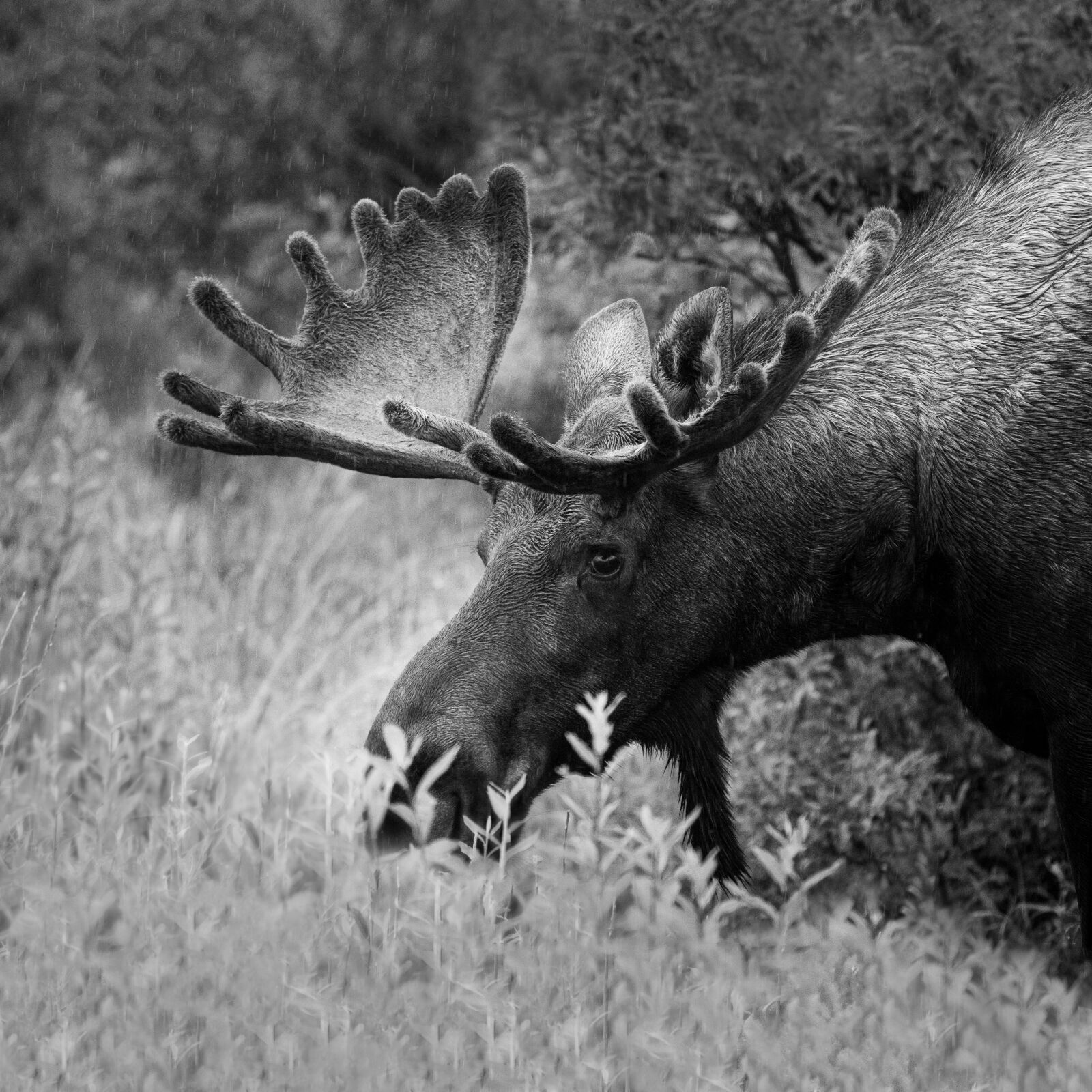 LEICA DG 100-400/F4.0-6.3 sample photo. Moose, animal, antler photography