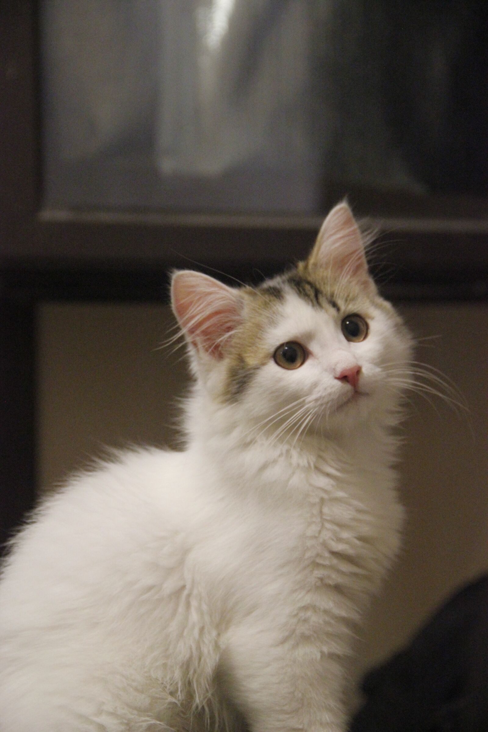 Canon EOS 550D (EOS Rebel T2i / EOS Kiss X4) sample photo. Kitty, animal, cat photography