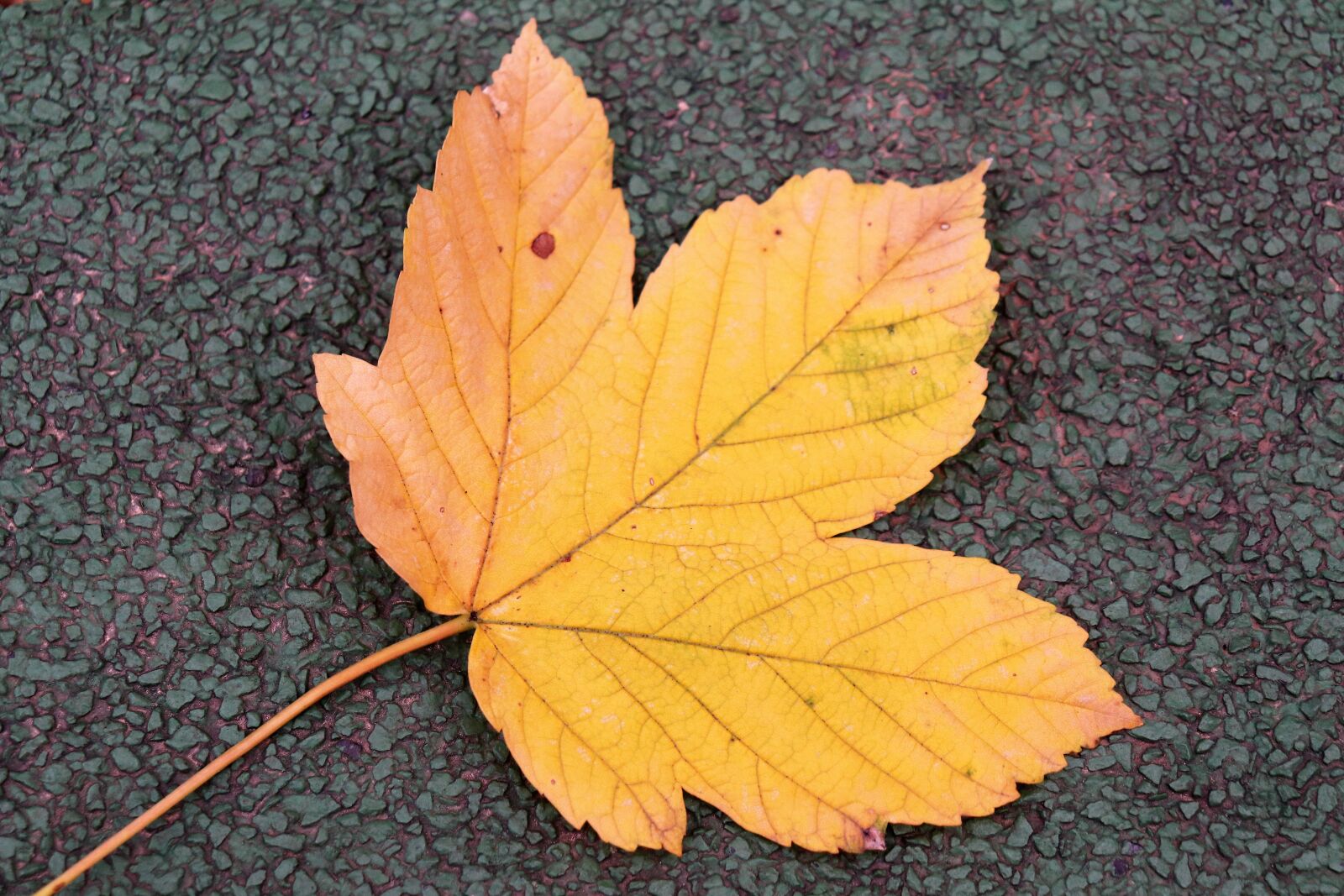 Canon EOS 200D (EOS Rebel SL2 / EOS Kiss X9) sample photo. Autumn, season, yellow leaf photography