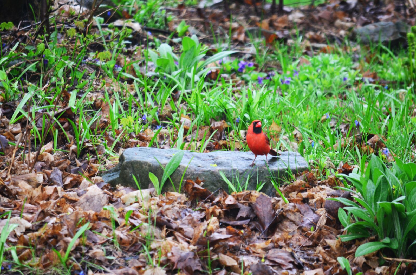Nikon D5100 sample photo. Cardinal, red, bird photography