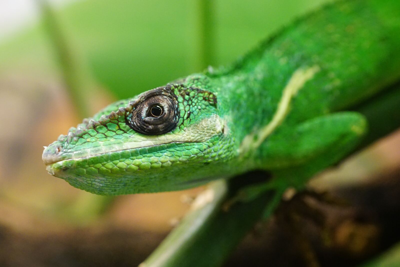 Sony ILCA-77M2 sample photo. Ritteranolis, lizard, schuppenkriechtier photography