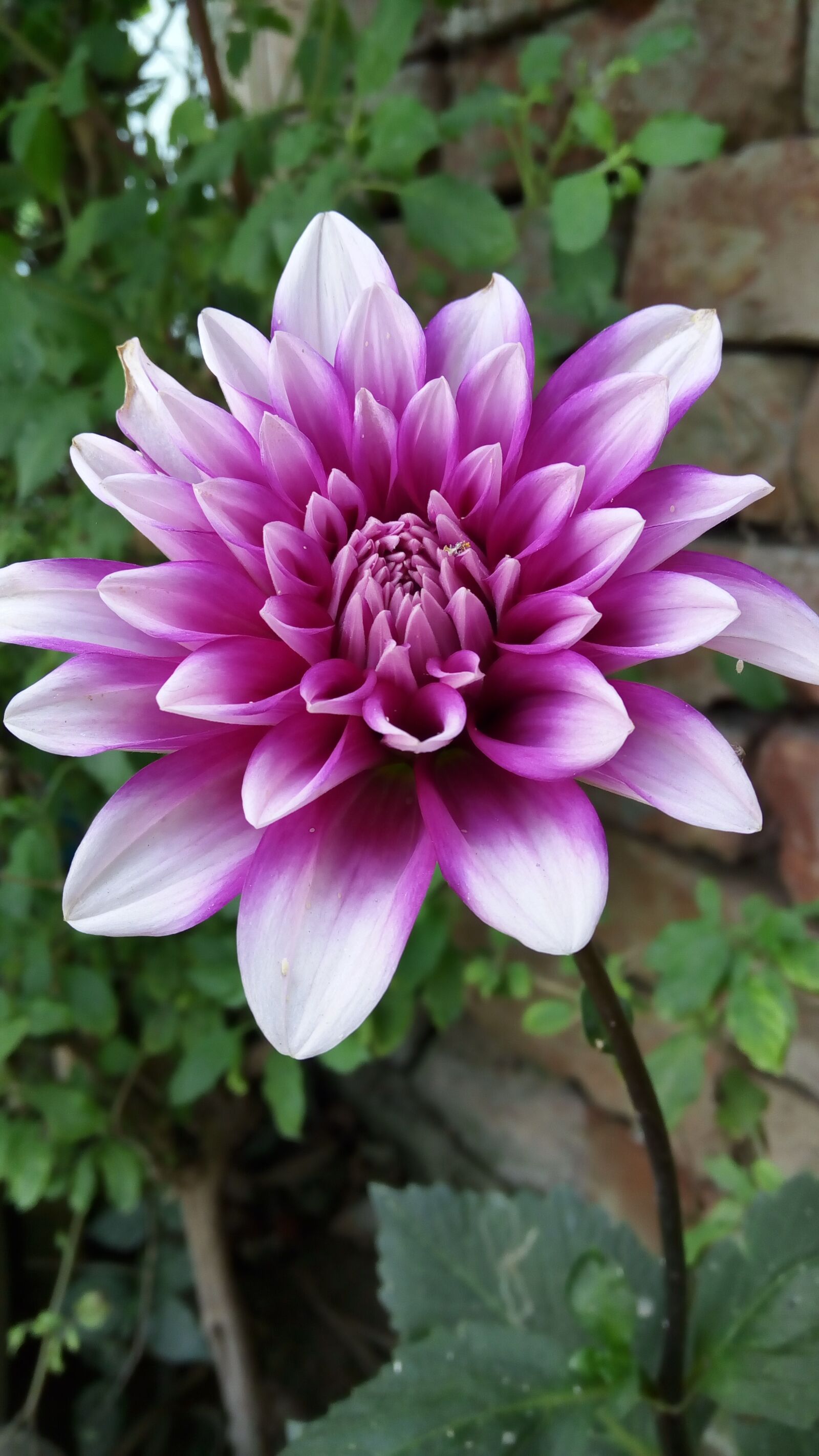 Lenovo VIBE X3 LITE sample photo. Flower, flora, nature photography