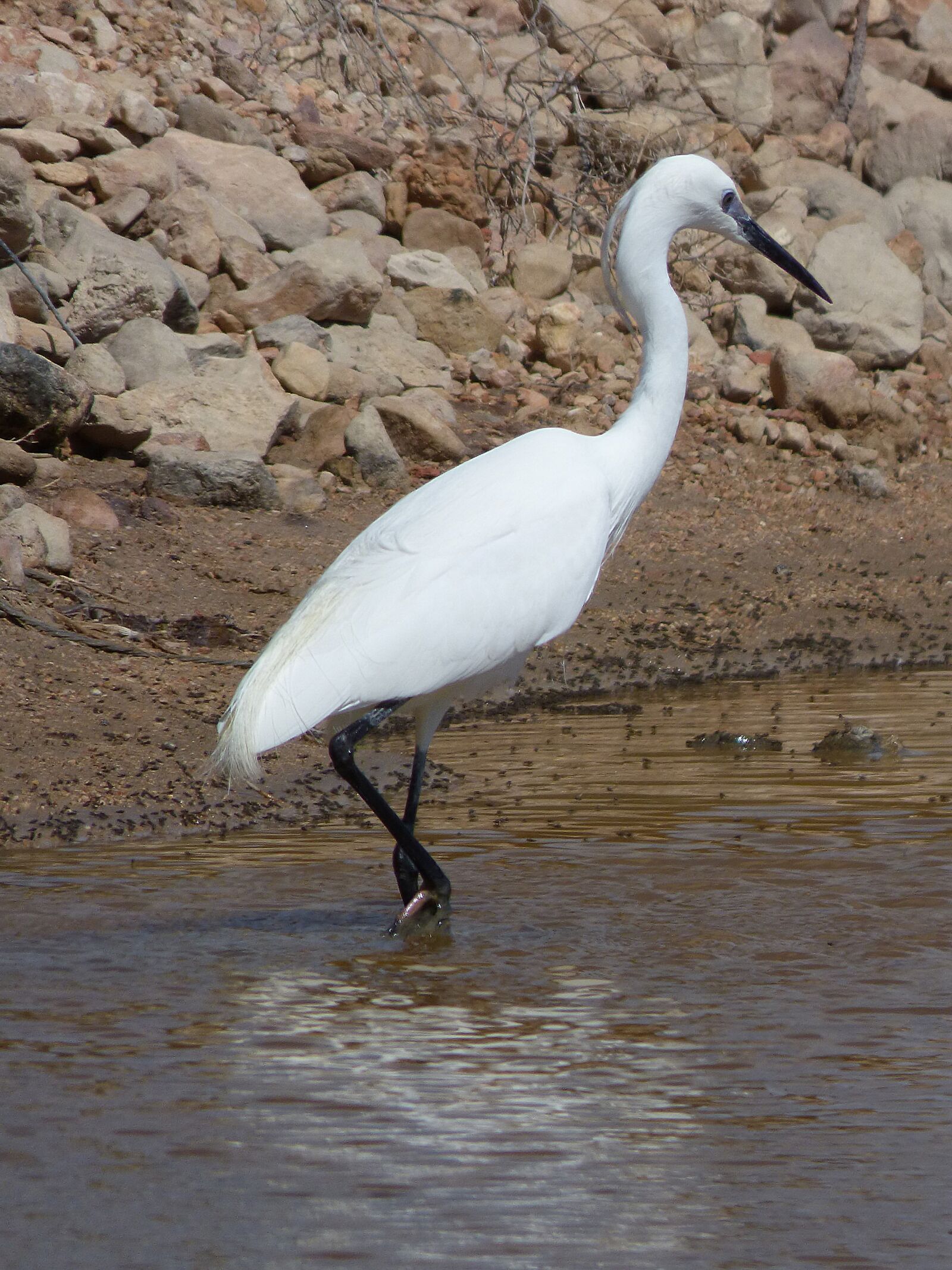 Panasonic Lumix DMC-FZ70 sample photo. Snowy egret egretta garzetta photography
