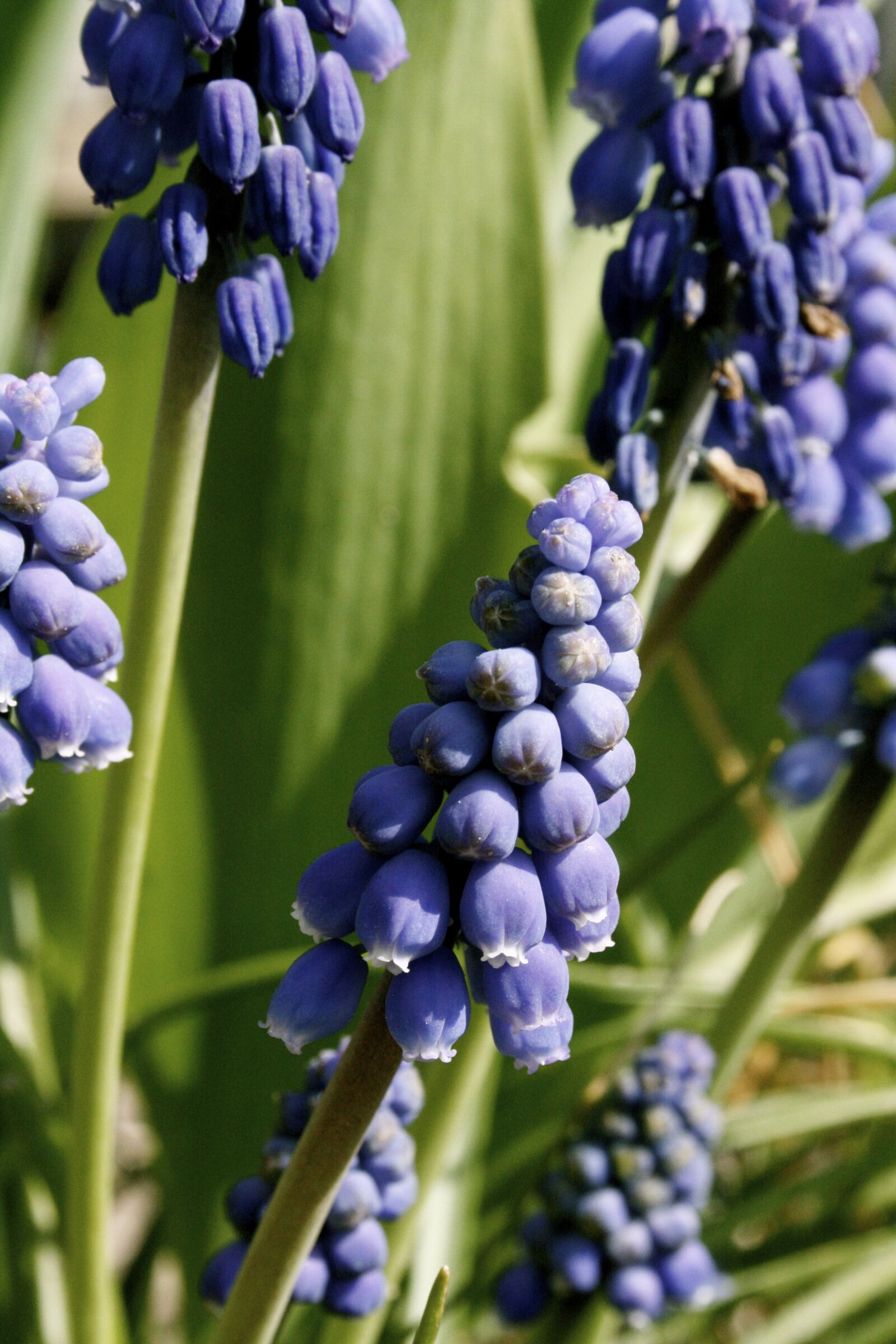 Canon EOS 400D (EOS Digital Rebel XTi / EOS Kiss Digital X) sample photo. Blue grape, spring, bulbs photography
