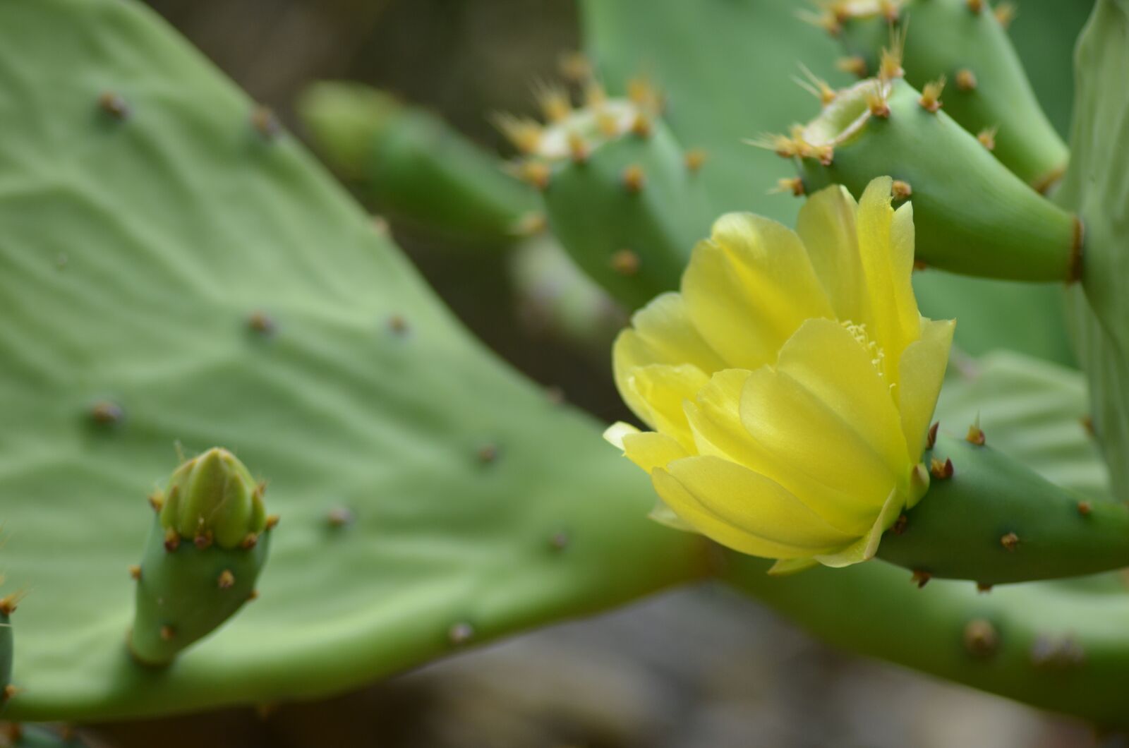 Nikon D5100 sample photo. Cactus flower, cactus, thorns photography