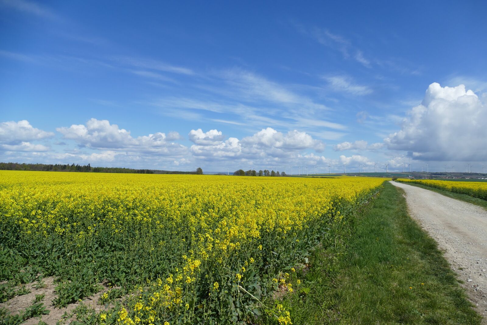 Panasonic Lumix DMC-FZ1000 sample photo. Field of rapeseeds, clouds photography