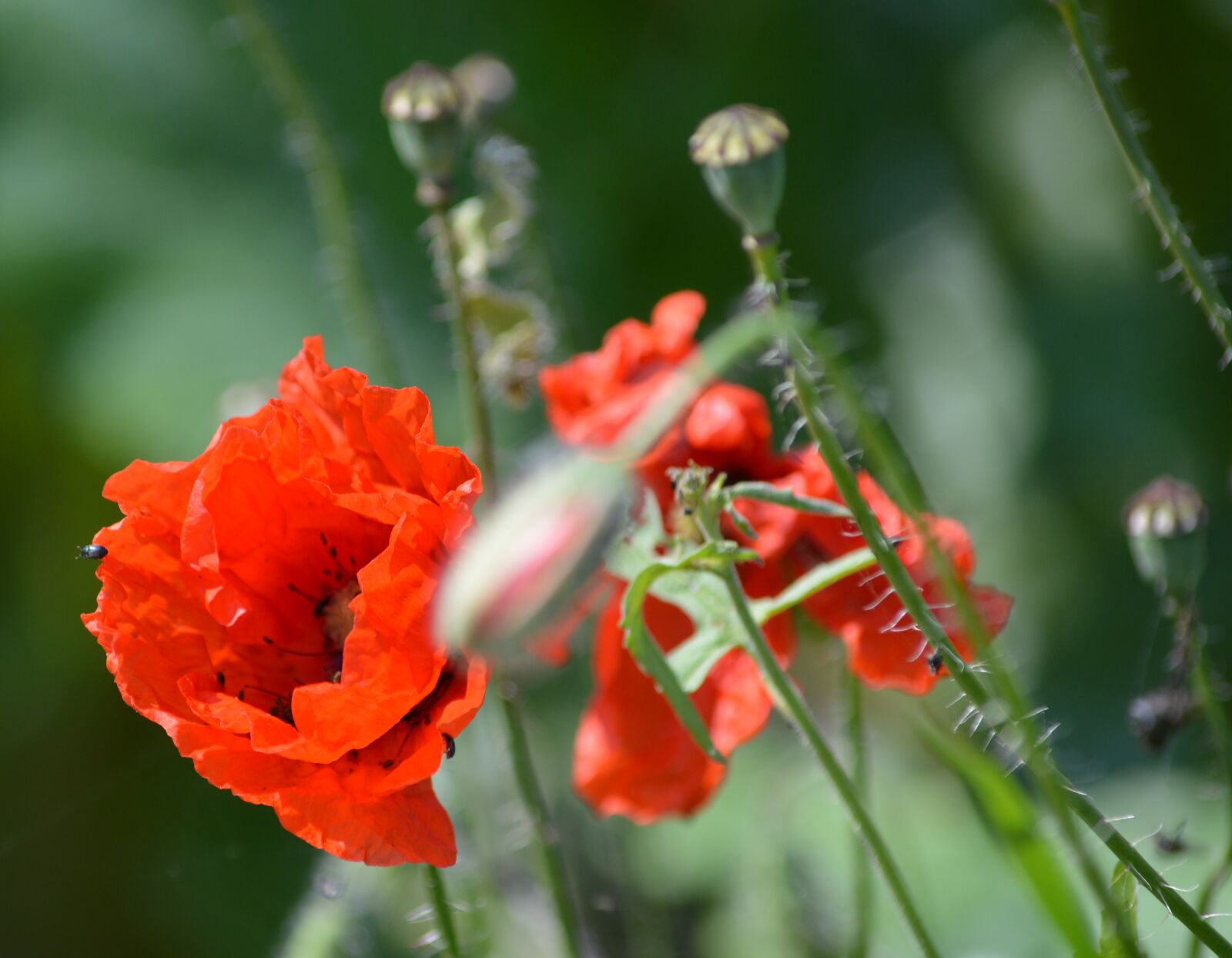 Nikon D3200 sample photo. Poppy, summer, nature photography
