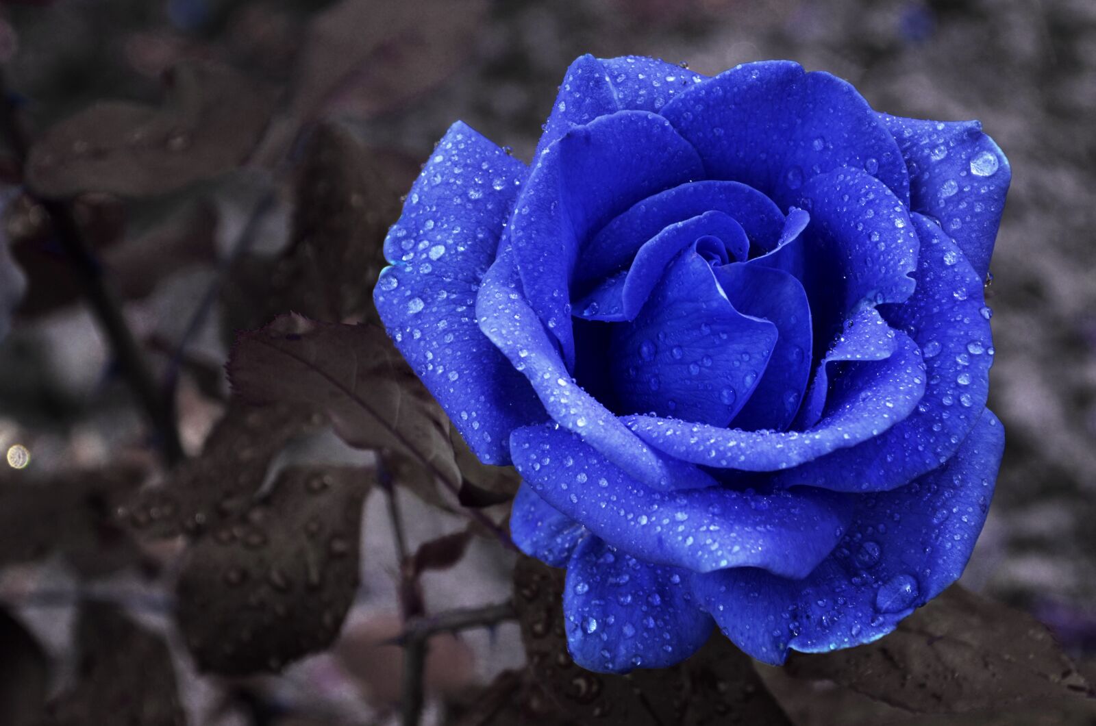 Nikon D7000 sample photo. Flower, blue, rose photography