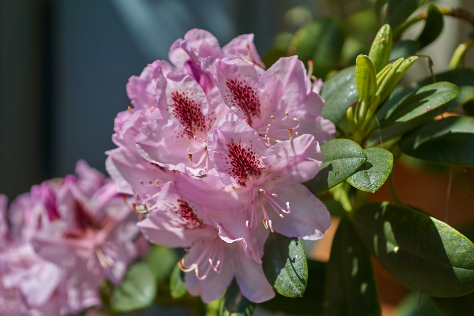 Sigma 60mm F2.8 DN Art sample photo. Flower, nature, plant photography