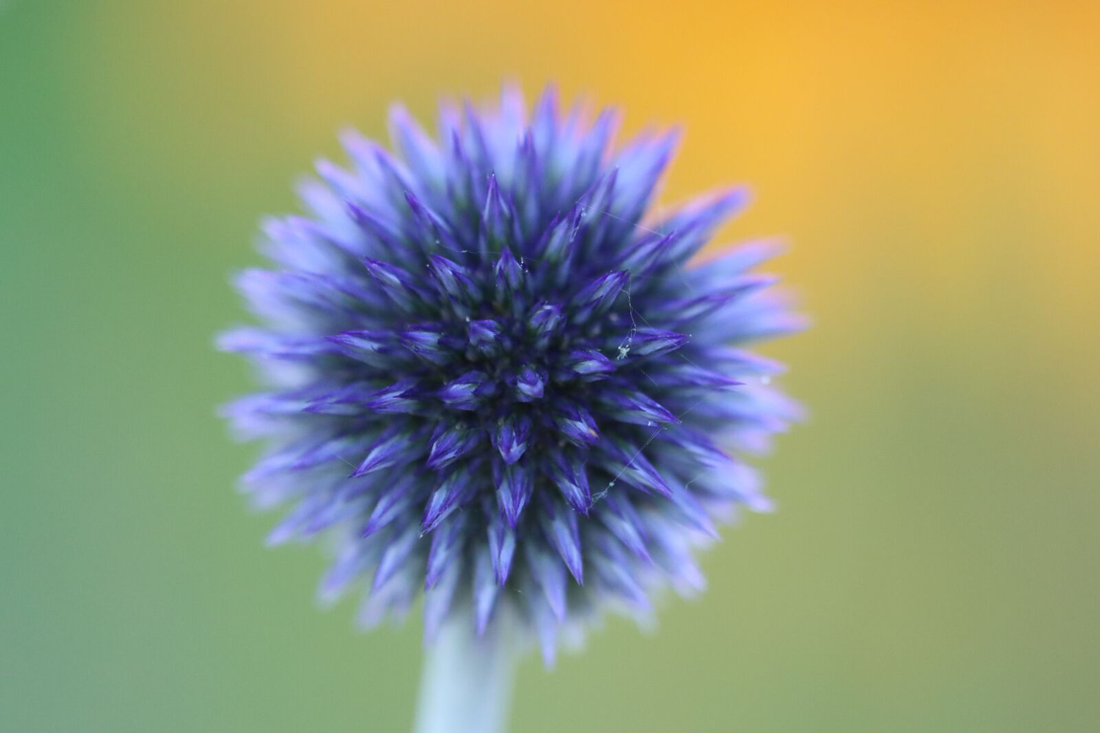 Canon EOS 90D sample photo. Thistle, blue, yellow photography