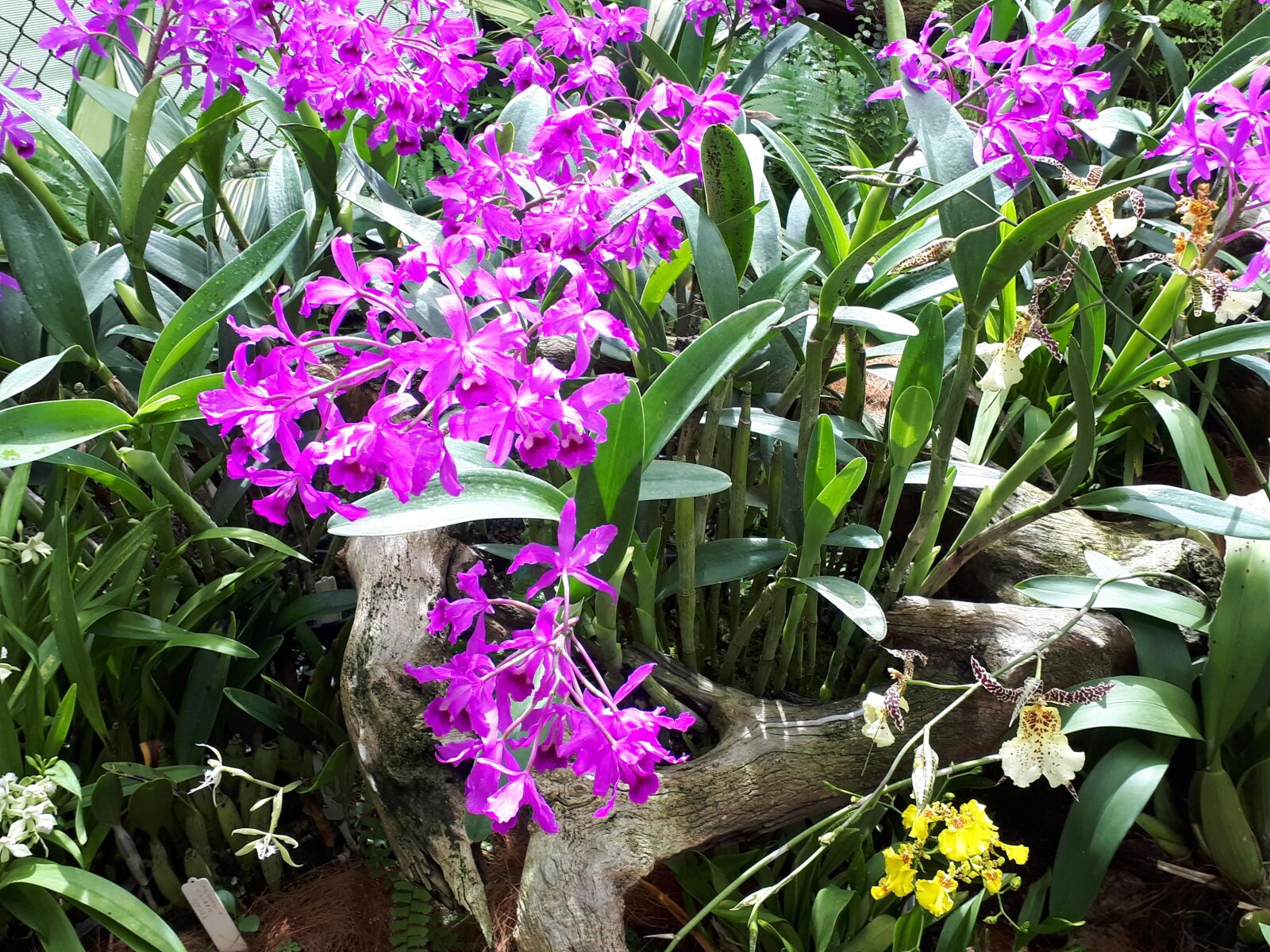 Samsung Galaxy A5(2017) sample photo. Orchids, flowers, bloom photography