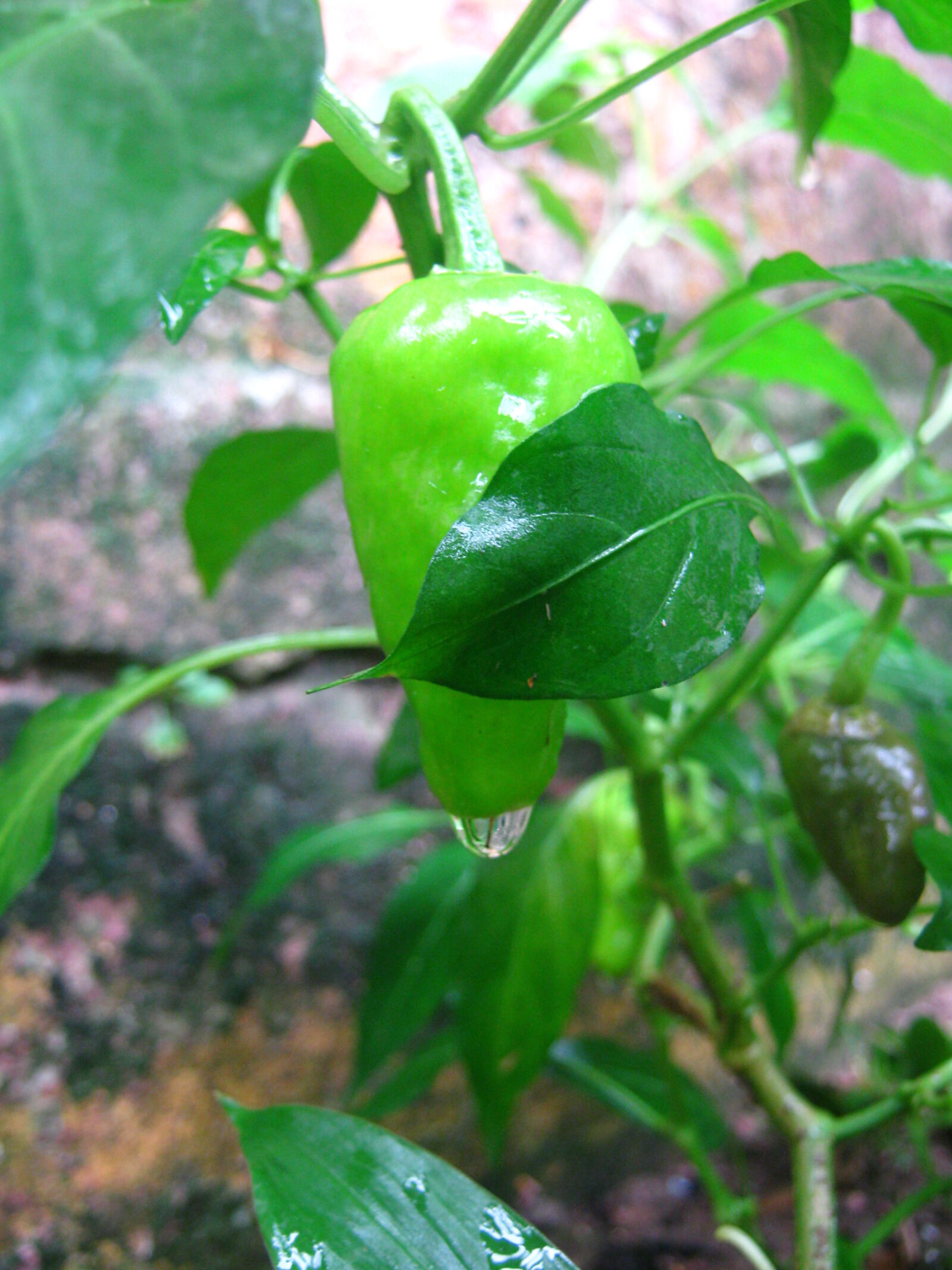 Canon PowerShot A490 sample photo. Chilli, raindrop, leaves, green photography