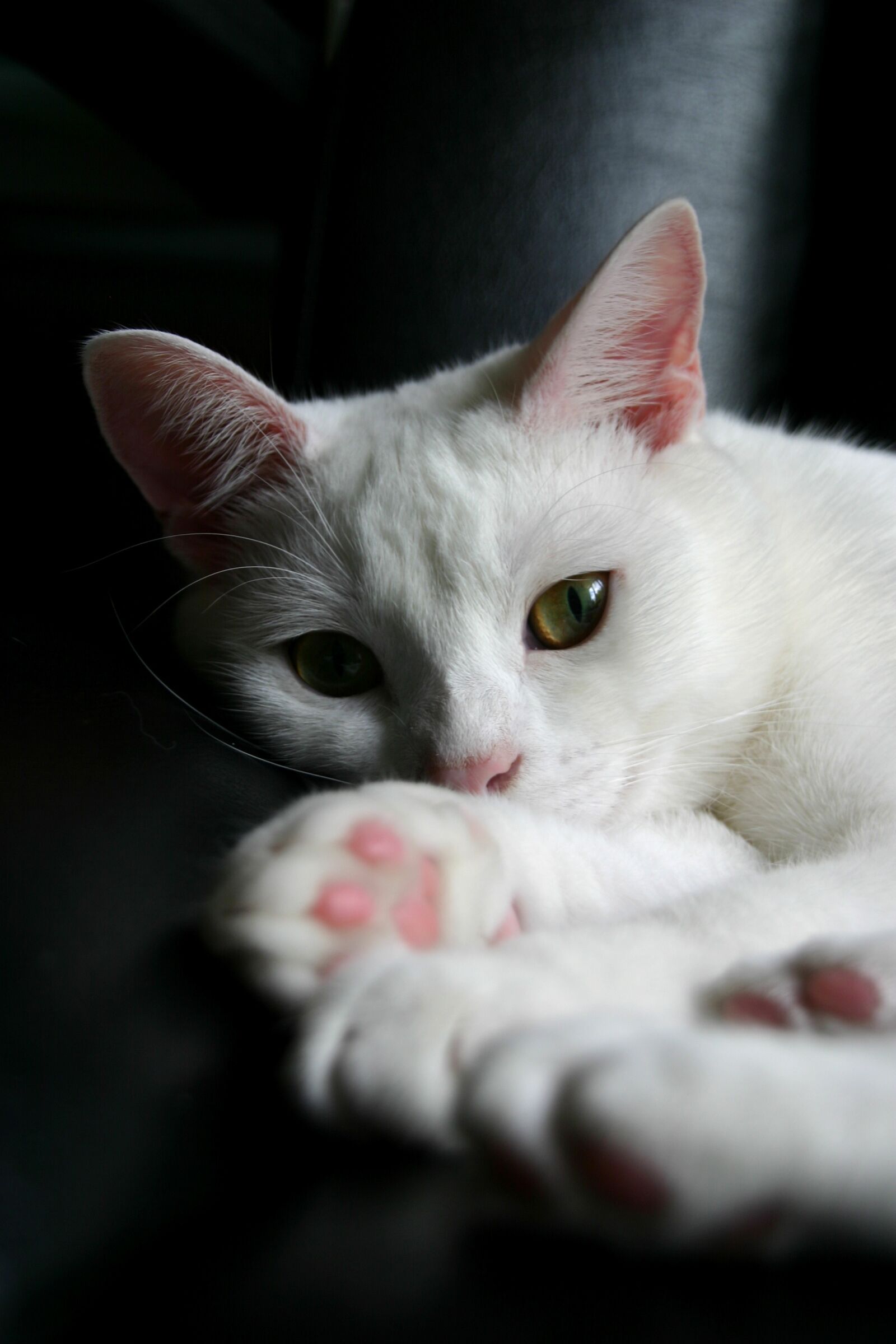 Canon EOS 300D (EOS Digital Rebel / EOS Kiss Digital) sample photo. White, cat, window photography