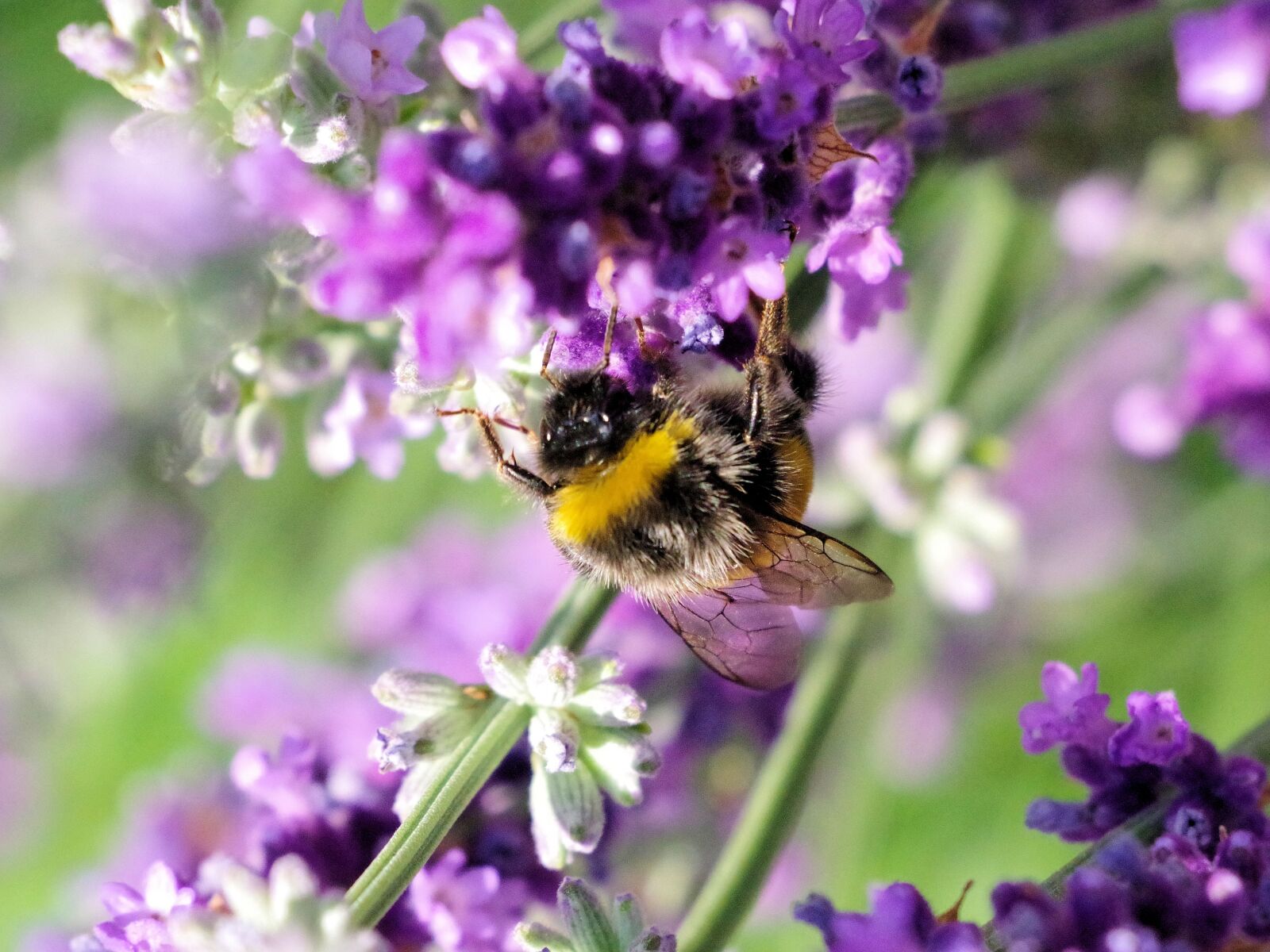 Pentax K-70 sample photo. Hummel, insect, nature photography