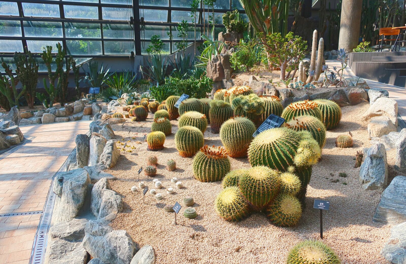 Canon PowerShot G9 X Mark II sample photo. Cactus, botanical garden, plant photography