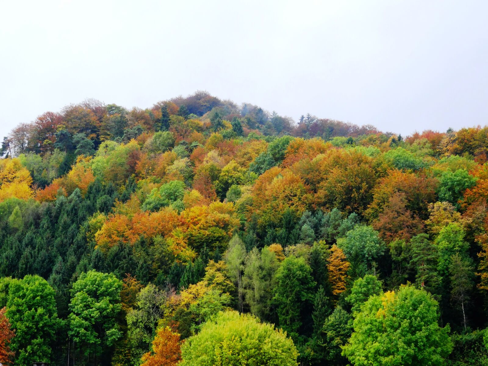 Sony Cyber-shot DSC-HX50V sample photo. Autumn, forest, trees photography