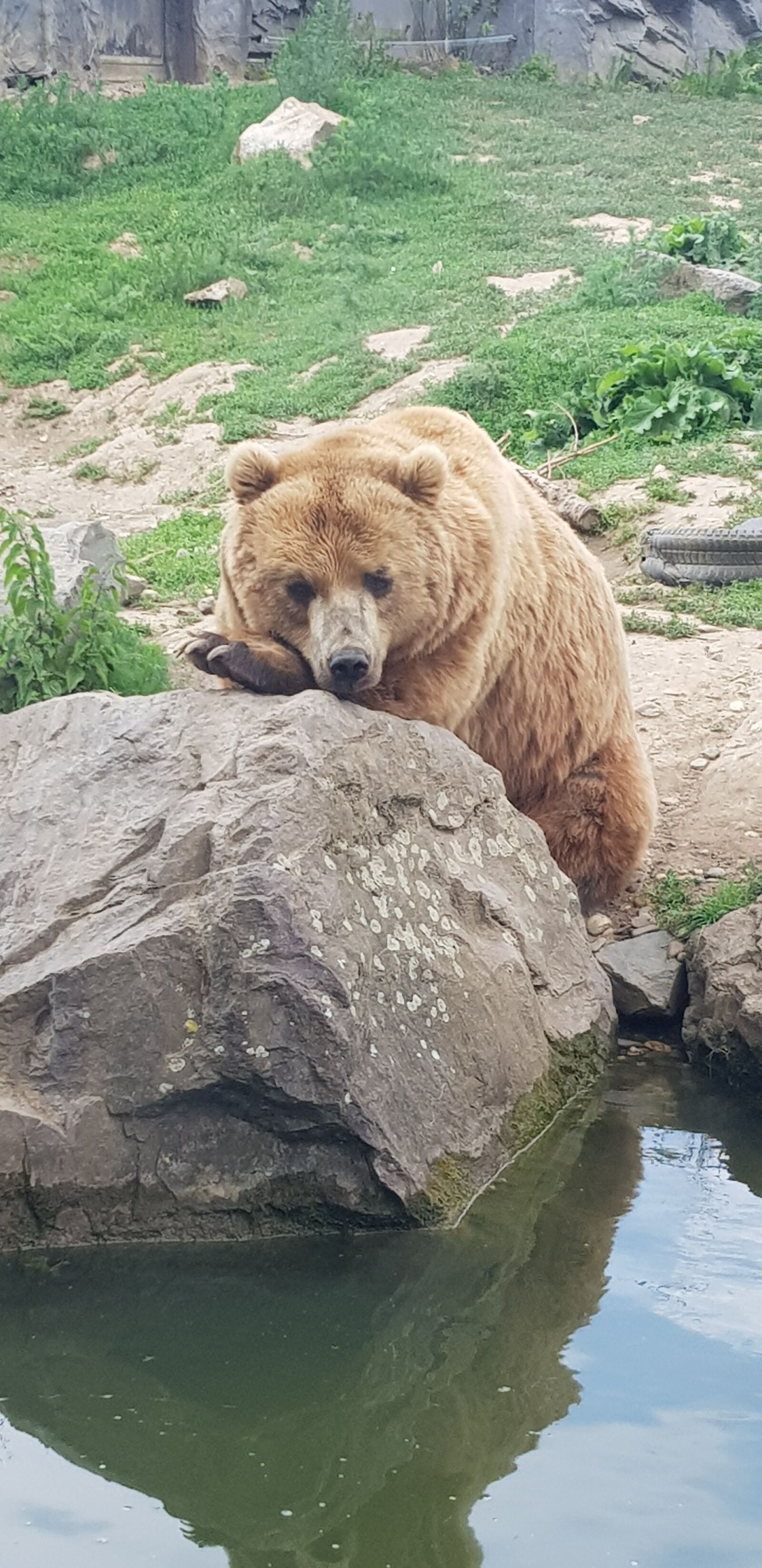 Samsung Galaxy S8 sample photo. Bear, zoo, animal photography
