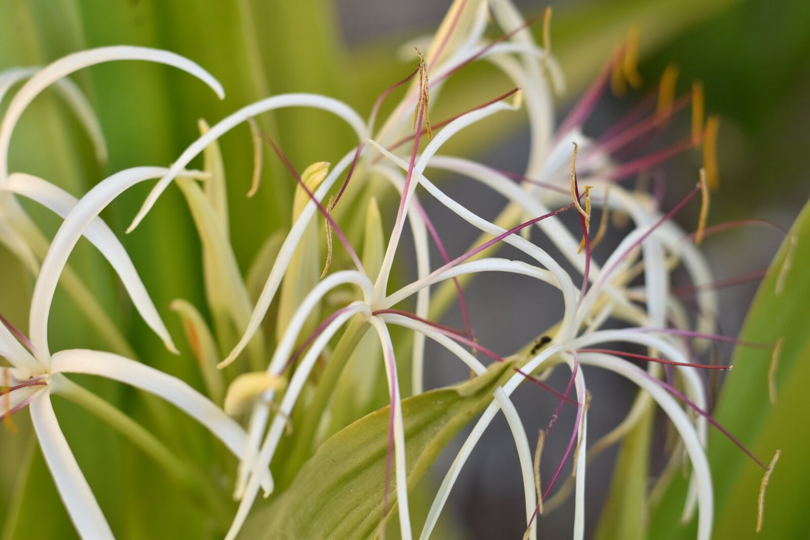 Nikon D5500 sample photo. Floral, dubai, miracle garden photography