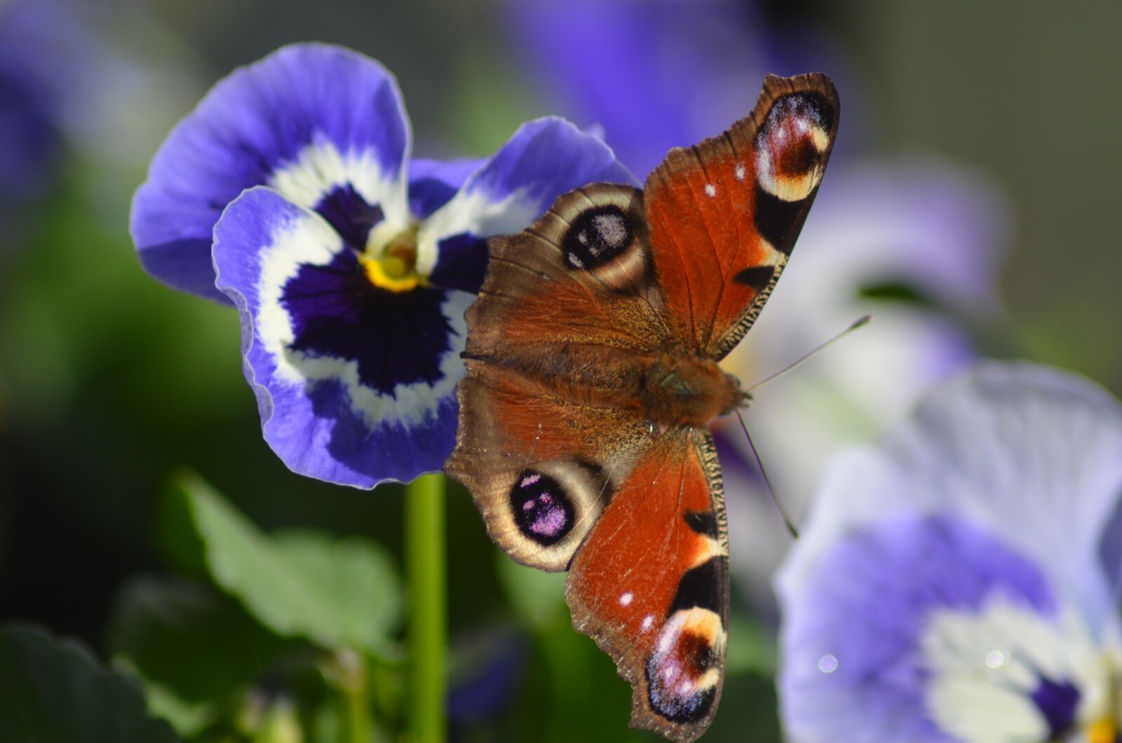 Nikon D5100 sample photo. Butterfly, flower, nature photography